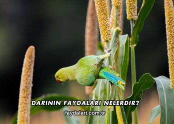 Darının Faydaları Nelerdir?