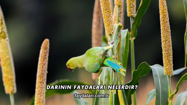 Darının Faydaları Nelerdir?