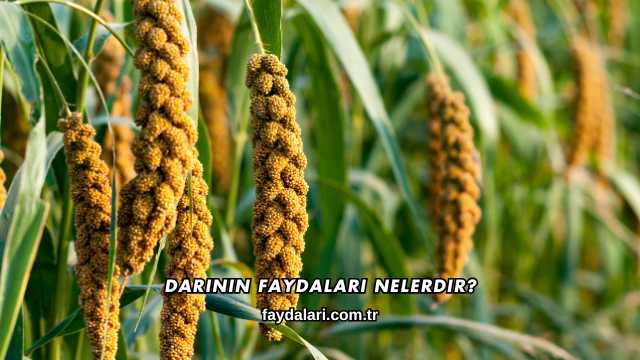 Darının Faydaları Nelerdir?