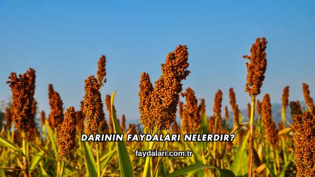 Darının Faydaları Nelerdir?
