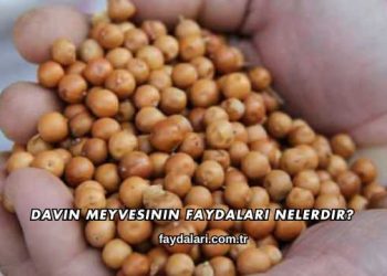 Davin Meyvesinin Faydaları Nelerdir?