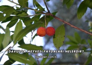 Davulga Meyvesi Faydaları Nelerdir?