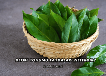 Defne Tohumu Faydaları Nelerdir?