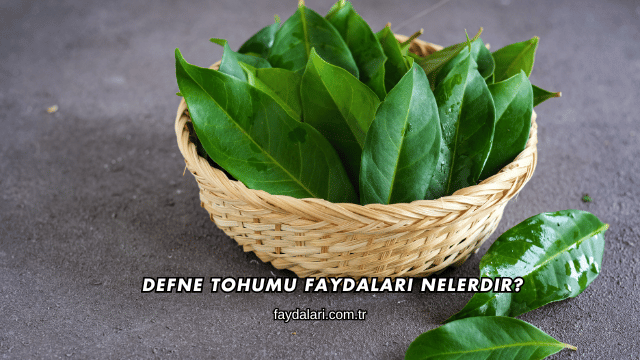 Defne Tohumu Faydaları Nelerdir?