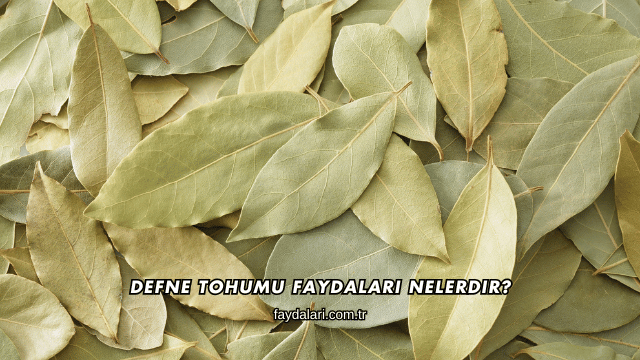 Defne Tohumu Faydaları Nelerdir?
