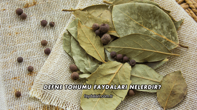 Defne Tohumu Faydaları Nelerdir?