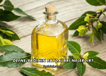 Defne Yağının Faydaları Nelerdir?