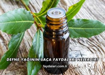 Defne Yağının Saça Faydaları Nelerdir?