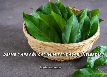 Defne Yaprağı Çayının Faydaları Nelerdir?