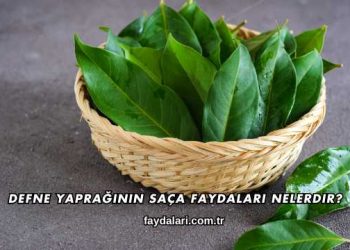Defne Yaprağının Saça Faydaları Nelerdir?