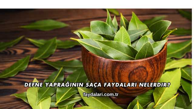 Defne Yaprağının Saça Faydaları Nelerdir?