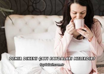 Demir Dikeni Çayı Faydaları Nelerdir?