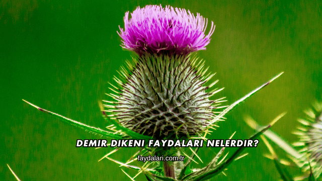 Demir Dikeni Faydaları Nelerdir?