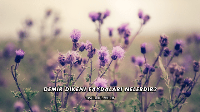 Demir Dikeni Faydaları Nelerdir?