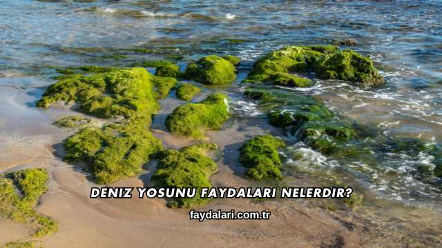 Deniz Yosunu Faydaları Nelerdir?