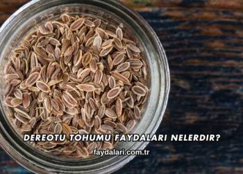 Dereotu Tohumu Faydaları Nelerdir?