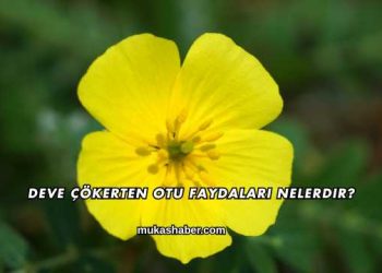 Deve Çökerten Otu Faydaları Nelerdir?