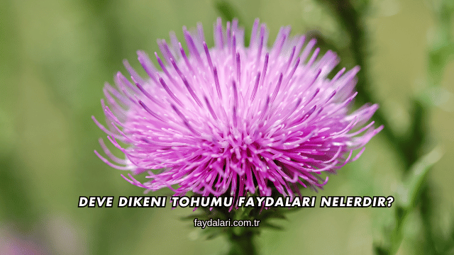 Deve Dikeni Tohumu Faydaları Nelerdir?