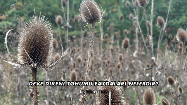 Deve Dikeni Tohumu Faydaları Nelerdir?