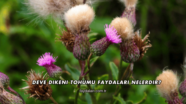 Deve Dikeni Tohumu Faydaları Nelerdir?