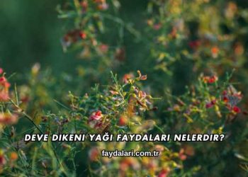 Deve Dikeni Yağı Faydaları Nelerdir?