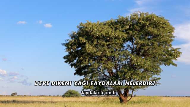 Deve Dikeni Yağı Faydaları Nelerdir?