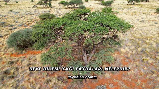 Deve Dikeni Yağı Faydaları Nelerdir?