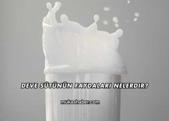 Deve Sütünün Faydaları Nelerdir?