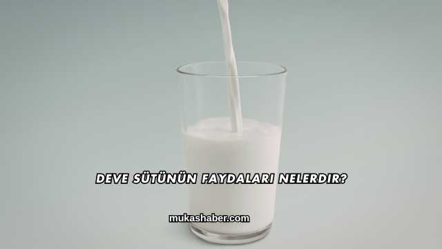 Deve Sütünün Faydaları Nelerdir?