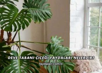 Deve Tabanı Çiçeği Faydaları Nelerdir?