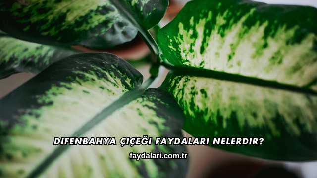 Difenbahya Çiçeği Faydaları Nelerdir?