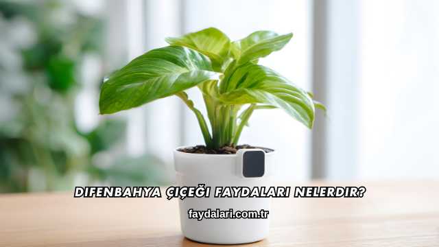 Difenbahya Çiçeği Faydaları Nelerdir?