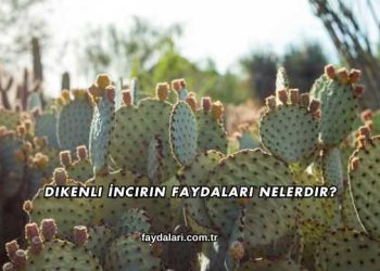 Dikenli İncirin Faydaları Nelerdir?