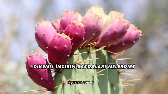 Dikenli İncirin Faydaları Nelerdir?