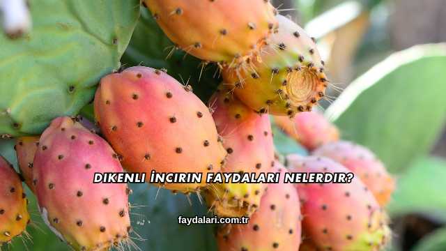 Dikenli İncirin Faydaları Nelerdir?