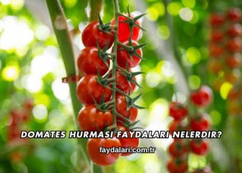 Domates Hurması Faydaları Nelerdir?