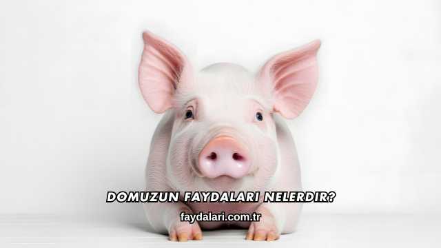 Domuzun Faydaları Nelerdir?
