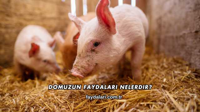 Domuzun Faydaları Nelerdir?