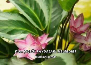 Dua Çiçeği Faydaları Nelerdir?