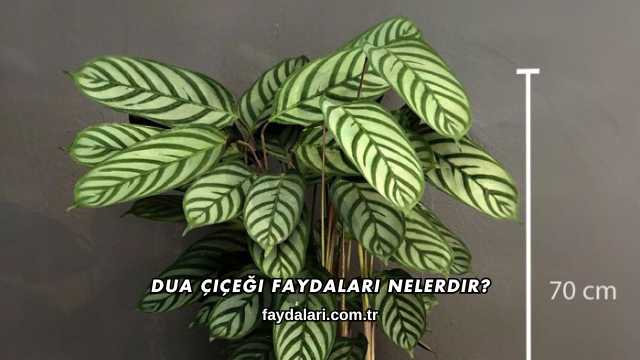 Dua Çiçeği Faydaları Nelerdir?