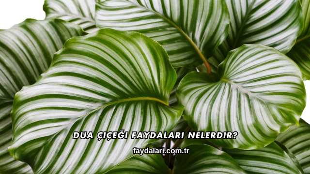 Dua Çiçeği Faydaları Nelerdir?