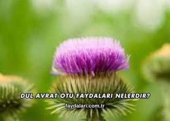 Dul Avrat Otu Faydaları Nelerdir?