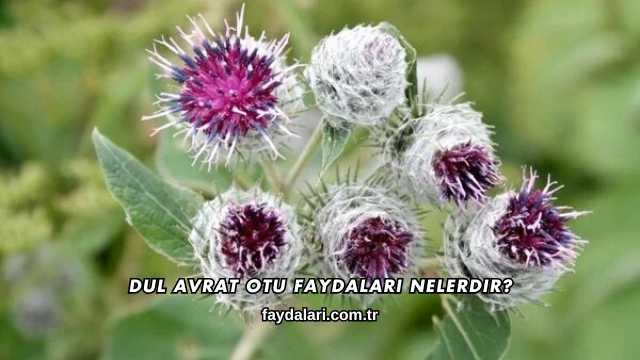 Dul Avrat Otu Faydaları Nelerdir?