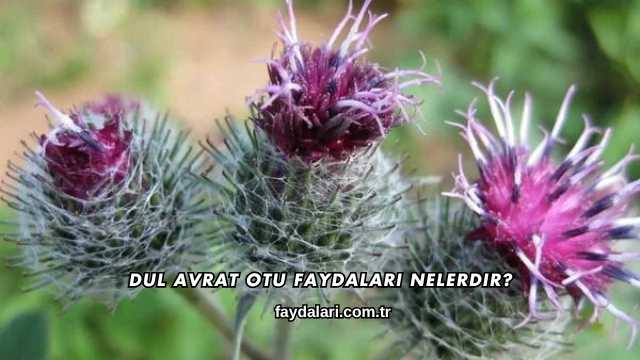 Dul Avrat Otu Faydaları Nelerdir?