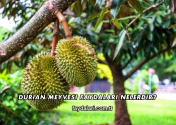 Durian Meyvesi Faydaları Nelerdir?