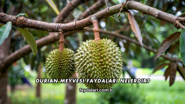 Durian Meyvesi Faydaları Nelerdir?