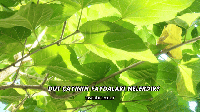 Dut Çayının Faydaları Nelerdir?