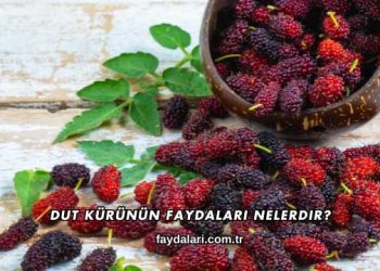 Dut Kürünün Faydaları Nelerdir?