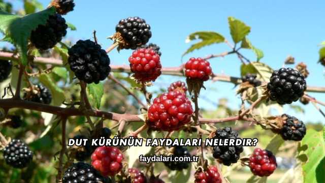 Dut Kürünün Faydaları Nelerdir?