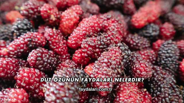 Dut Özünün Faydaları Nelerdir?